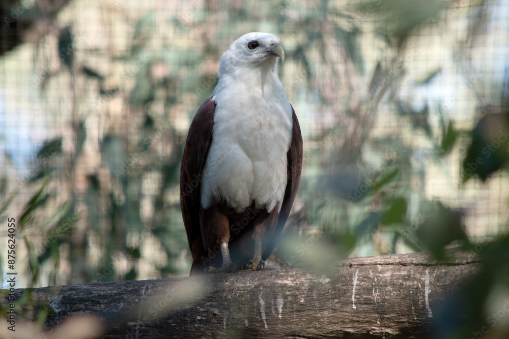 The brahminy kite is distinctive and contrastingly coloured, with chestnut plumage except for the white head and breast and black wing tips. The brahminy kite is distinctive and contrastingly coloured, with chestnut plumage except for the white head and breast and black wing tips.
