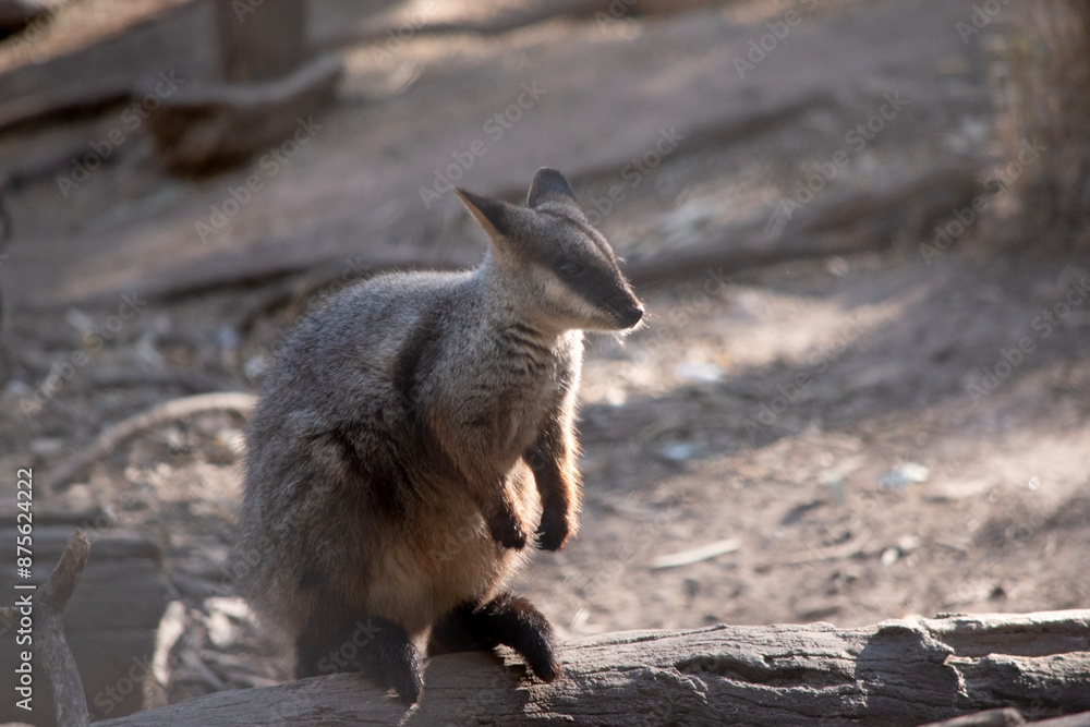 Naklejka premium The southern Brush-tailed Rock-wallaby has a characteristic, long, dark tail that is bushier towards the tip.