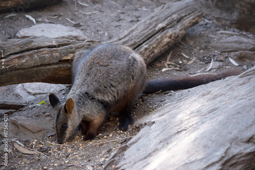 The southern Brush-tailed Rock-wallaby has a characteristic, long, dark tail that is bushier towards the tip. photo