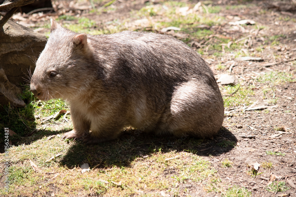 The Common Wombat has a large nose which is shiny black, much like that of a dog. The ears are relatively small, triangular, and slightly rounded The Common Wombat has a large nose which is shiny black, much like that of a dog. The ears are relatively small, triangular, and slightly rounded