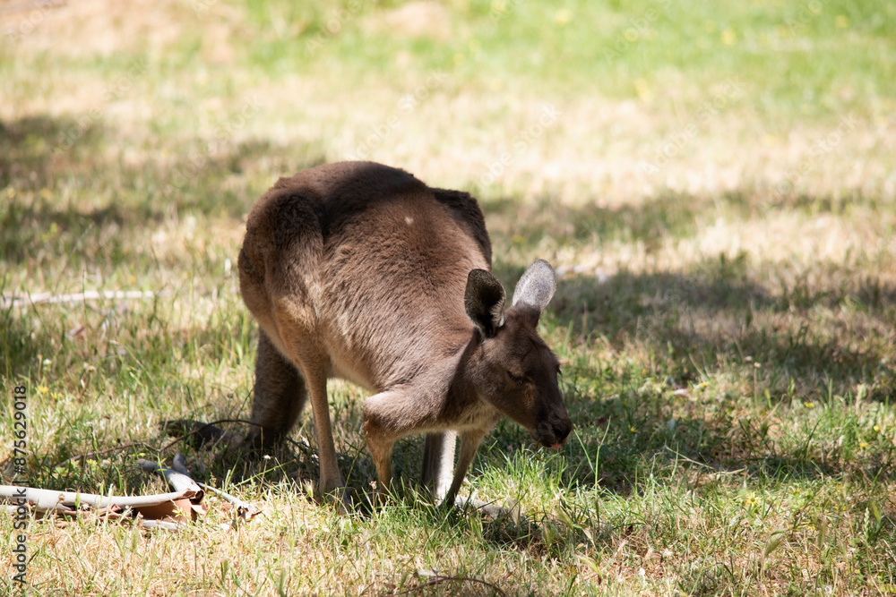 the Kangaroo-Island Kangaroo has a brown body with a white under belly. They also have black feet and paws the Kangaroo-Island Kangaroo has a brown body with a white under belly. They also have black feet and paws