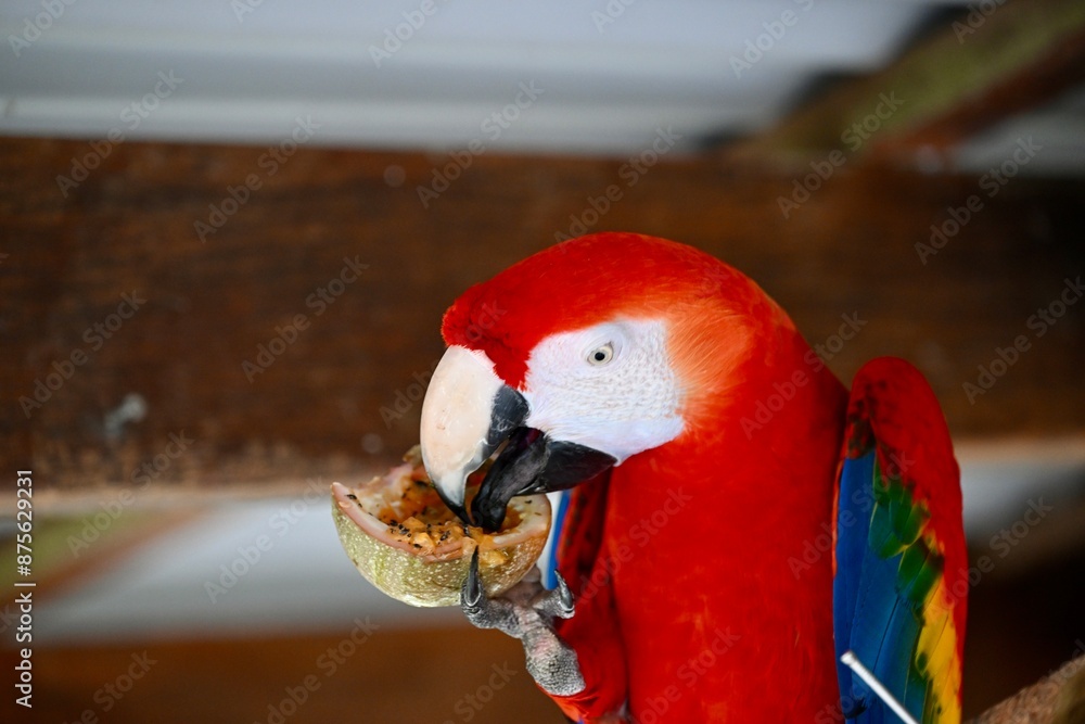 Fototapeta premium Bird eating in nature