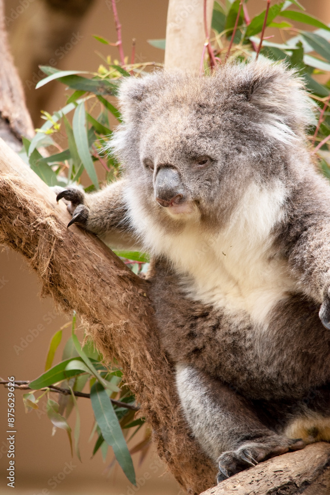 Obraz premium the Koala has a large round head, big furry ears and big black nose. Their fur is usually grey-brown in color with white fur on the chest, inner arms, ears and bottom.