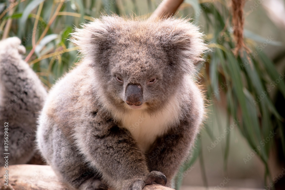 Obraz premium the Koala has a large round head, big furry ears and big black nose. Their fur is usually grey-brown in color with white fur on the chest, inner arms, ears and bottom.