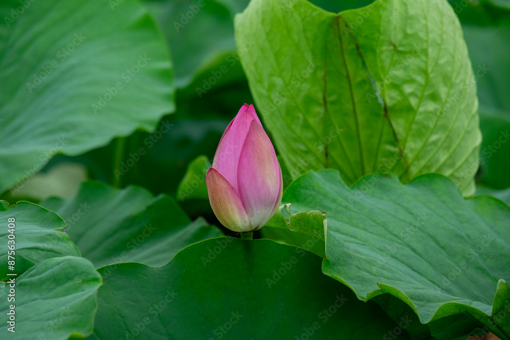 Pink lotus flower not in full bloom Pink lotus flower not in full bloom