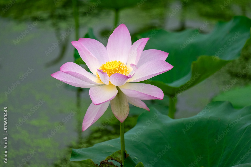 Light pink lotus flower in full bloom Light pink lotus flower in full bloom