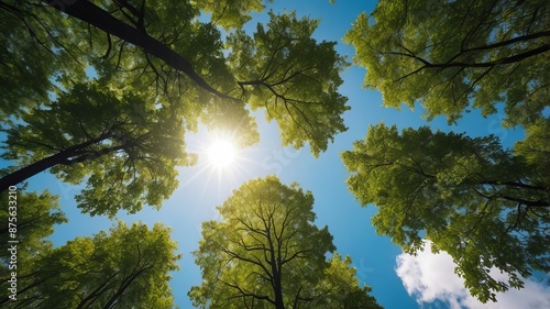 Looking up Green forest. Trees with green Leaves, blue sky and sun light. Bottom view	
