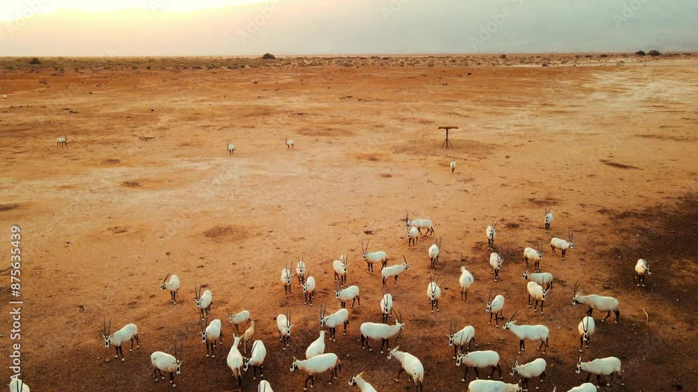 Aerial: Drone Tilt Up Herd Of Oryx Grazing In Tranquil Desert Against Clear Sky During Sunset - Yotvata, Israel Aerial: Drone Tilt Up Herd Of Oryx Grazing In Tranquil Desert Against Clear Sky During Sunset - Yotvata, Israel