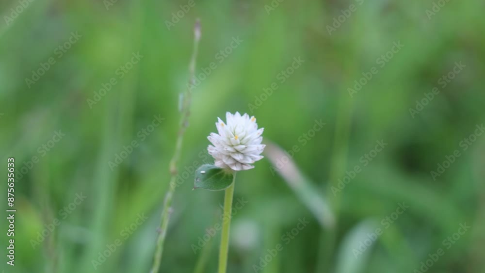 Close up small white flower of grass moving in the wind. Small insect walking on leaves. Close up small white flower of grass moving in the wind. Small insect walking on leaves.