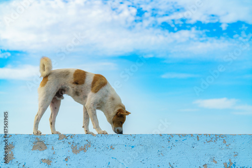 A playful white dog enjoying the beach adventures