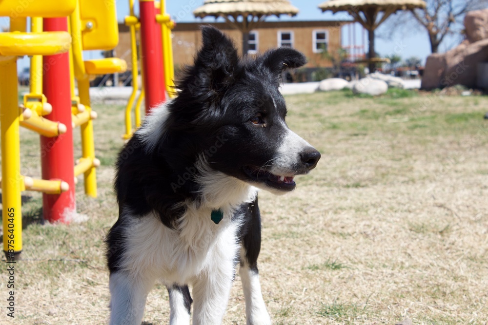 Fototapeta premium border collie dog