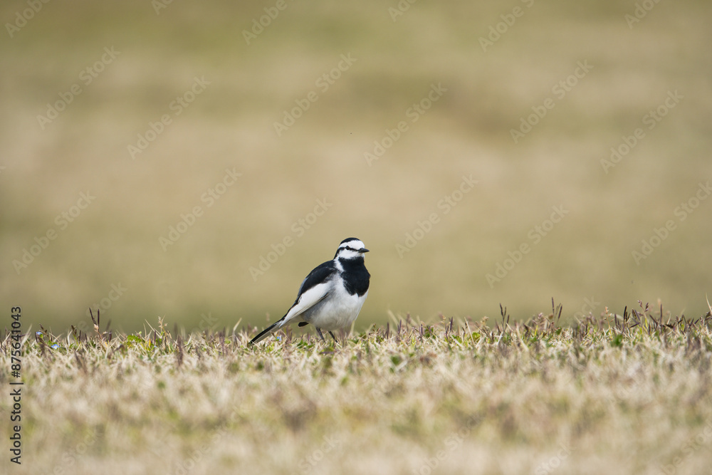 Obraz premium A White Wagtail; Toyama, Japan
