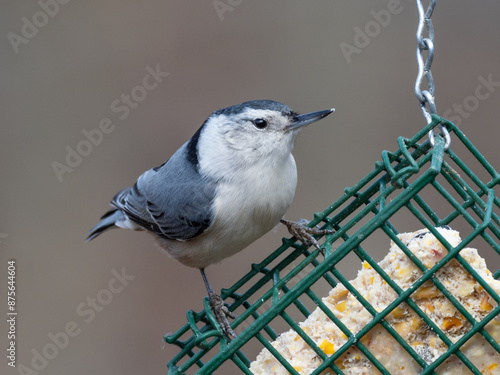 Foto A white-breasted Nuthatch perched on a suet bird feeder