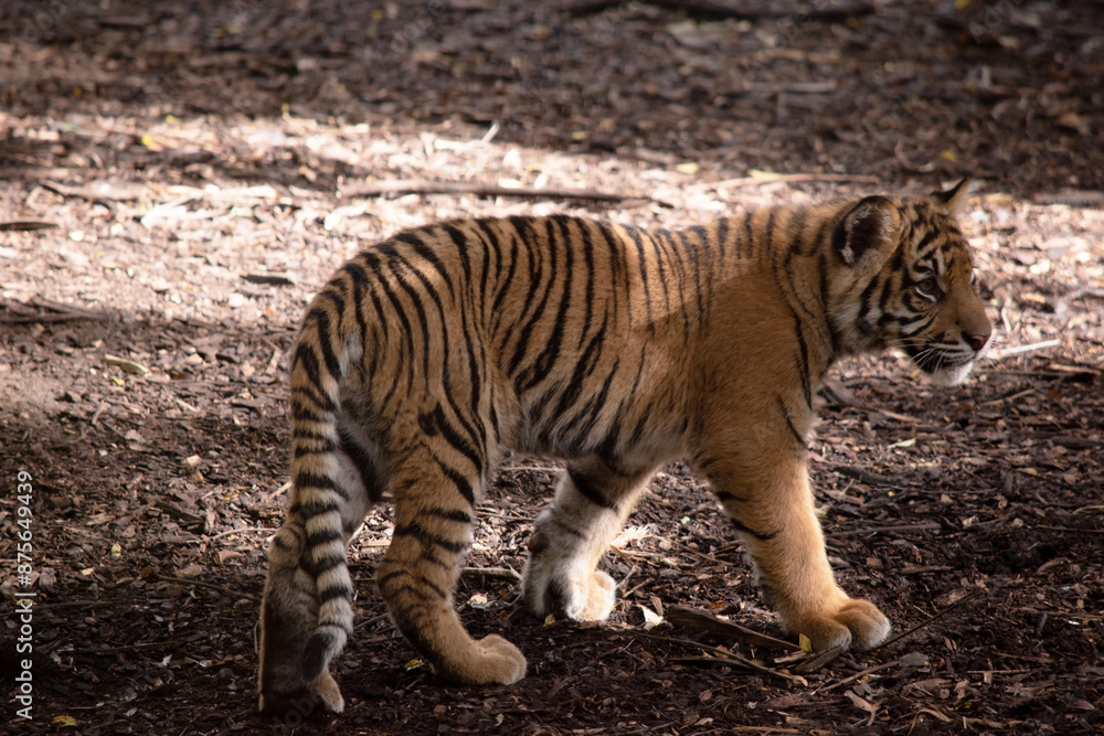 Tiger cubs have a coat of golden fur with dark stripes, the tiger is the largest wild cat in the world. Tiger cubs have a coat of golden fur with dark stripes, the tiger is the largest wild cat in the world.