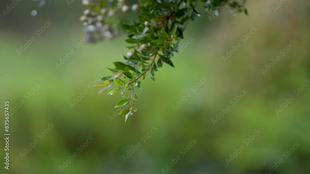 Pan shot of rain drops falling on leaves. Raining in forest. Shower droplets raining onto tree branches. Pan shot of rain drops falling on leaves. Raining in forest. Shower droplets raining onto tree branches.