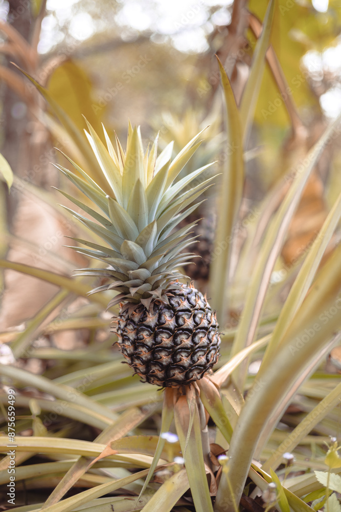 fresh pineapple fruits in the Myanmar garden. fresh pineapple fruits in the Myanmar garden.