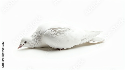 A graceful white dove with a gentle expression is captured in this stunning photograph. photo