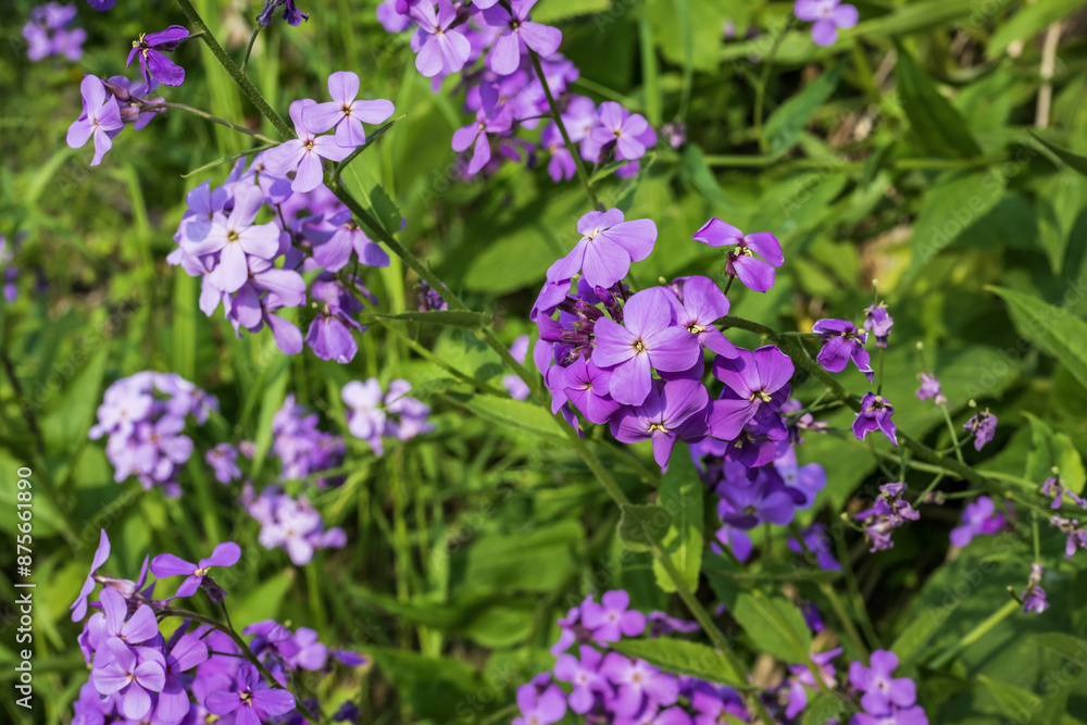 Purple flowers of phlox paniculata in the garden Purple flowers of phlox paniculata in the garden