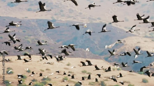 Panning Flock Of Common Crane Birds Flying Together By Mountains On Sunny Day - Rosh Hanikra, Israel