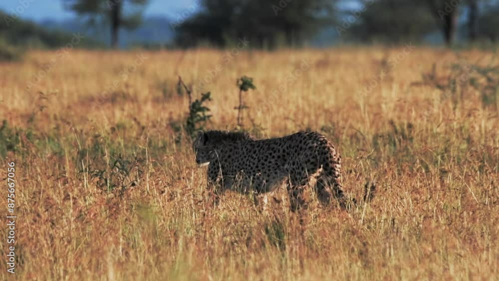 Panning Slow Motion Shot Of Cheetah Running Amidst Dry Plants On Sunny Day - Serengeti, Tanzania Panning Slow Motion Shot Of Cheetah Running Amidst Dry Plants On Sunny Day - Serengeti, Tanzania