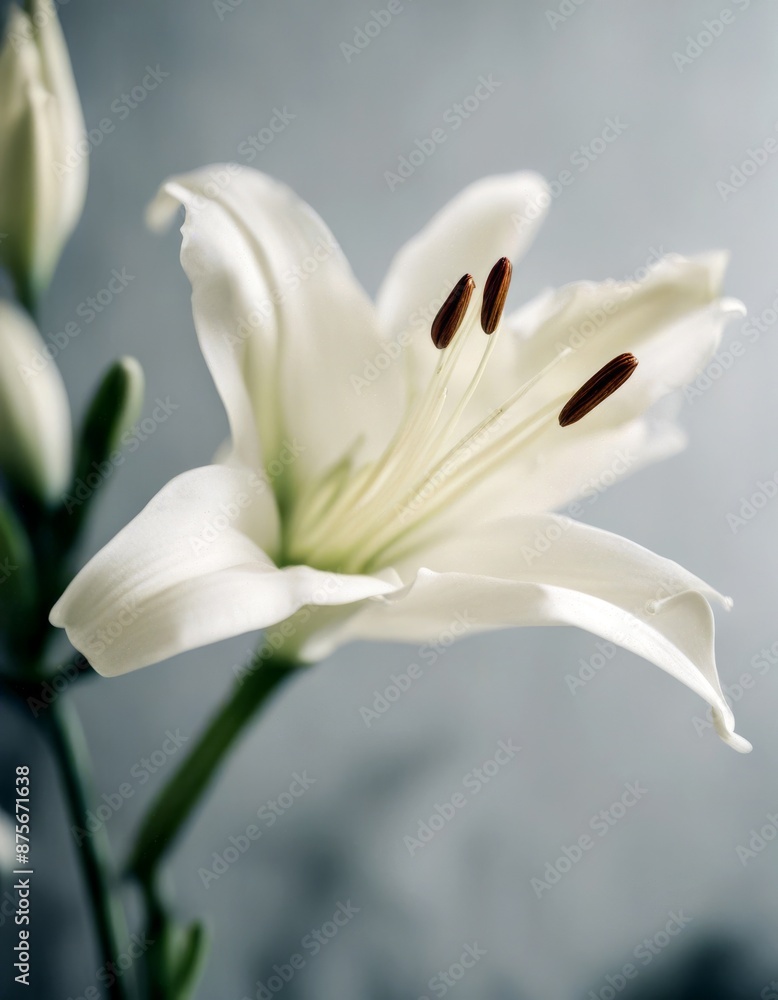 Obraz premium olated white lilly lily background flower black copy space