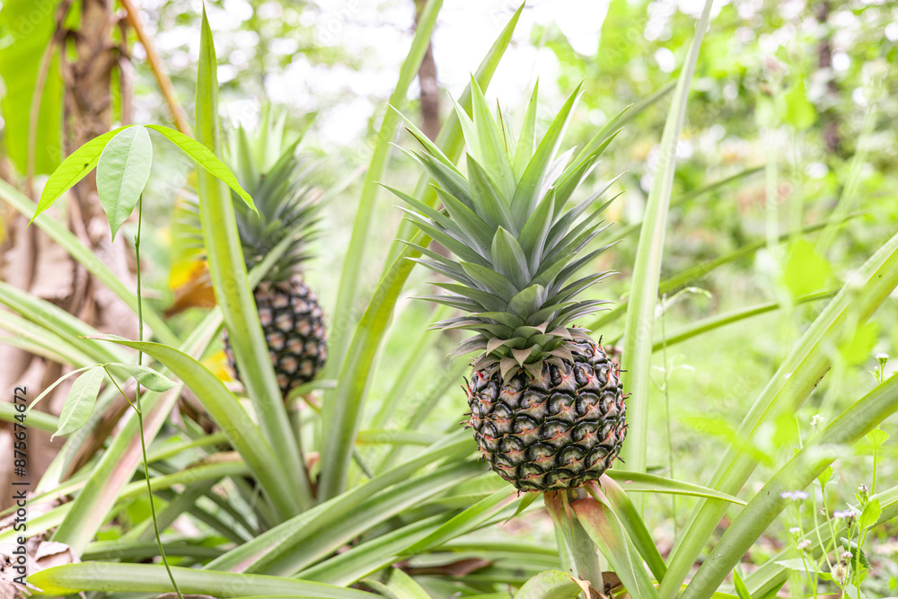 fresh pineapple fruits in the Myanmar garden. fresh pineapple fruits in the Myanmar garden.