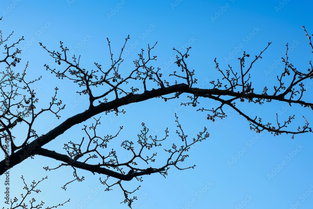 Silhouette of a Branch Against a Blue Sky Silhouette of a Branch Against a Blue Sky