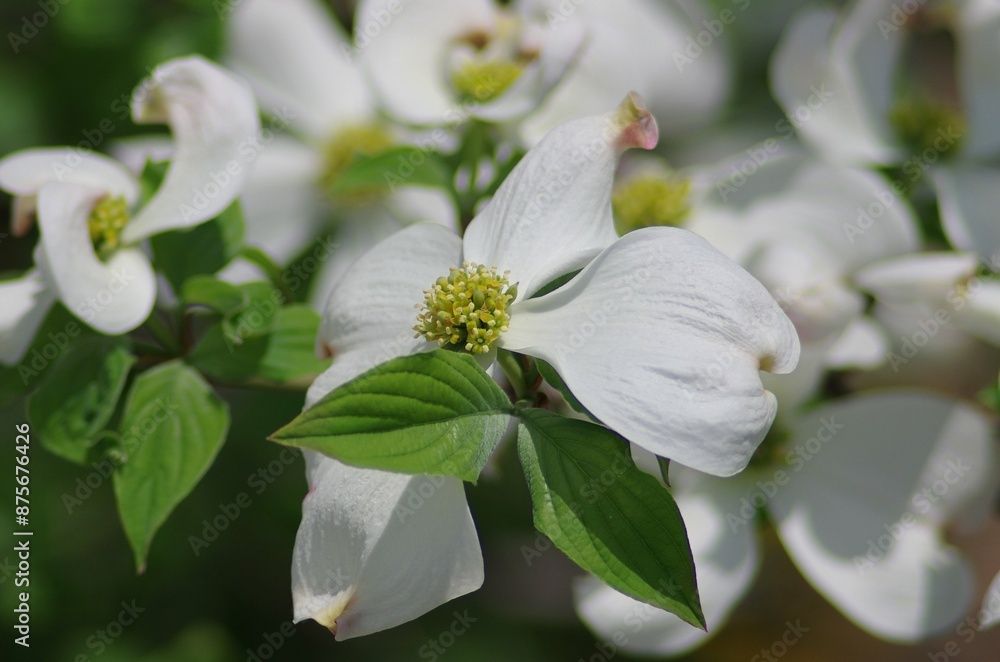 Dogwood (Cornus florida), deciduous tree of the genus Cornus and subgenus Cornus of the family Cornaceae Dogwood (Cornus florida), deciduous tree of the genus Cornus and subgenus Cornus of the family Cornaceae