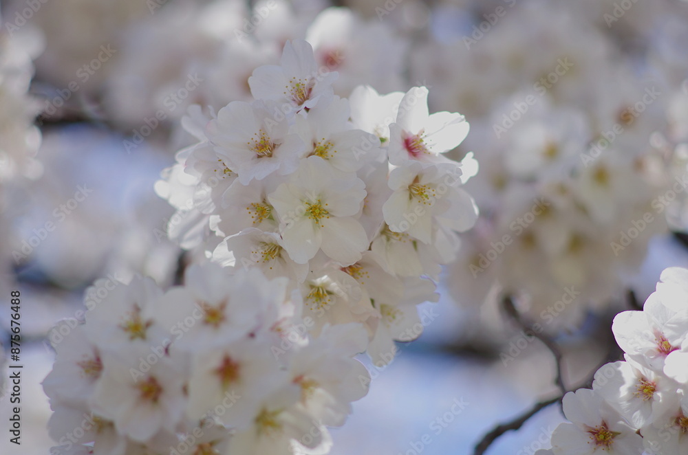 Cherry blossoms (Someiyoshino) : in full bloom Cherry blossoms (Someiyoshino) : in full bloom