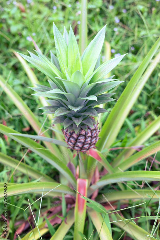 fresh pineapple fruits in the Myanmar garden. fresh pineapple fruits in the Myanmar garden.