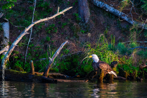 Bald Eagle Perched on a Tree Looking out over Lake Kawagasaga in Minocqua, WI