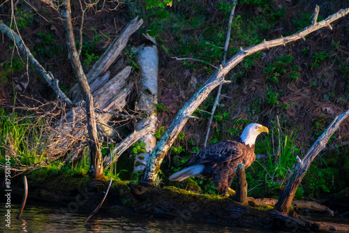 Bald Eagle Perched on a Tree Looking out over Lake Kawagasaga in Minocqua, WI