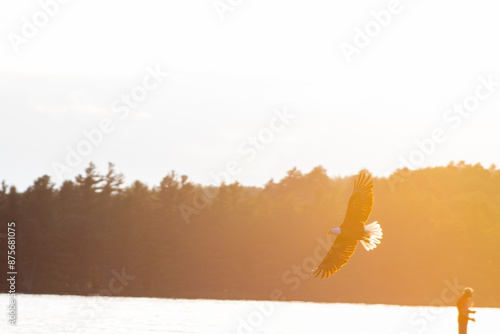 Bald Eagle Flight At Sunset