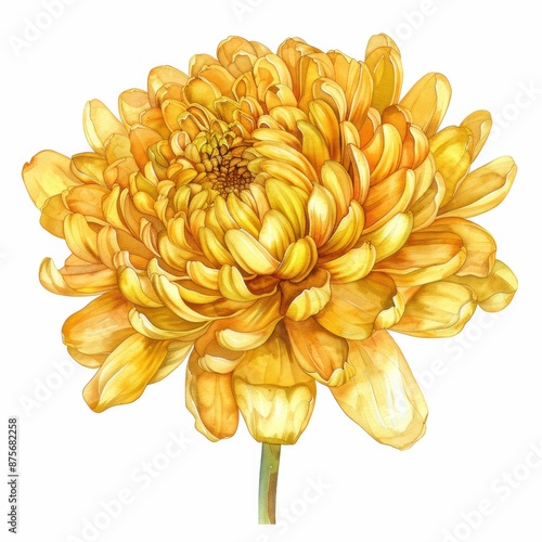 A graceful watercolor yellow chrysanthemum with detailed petals isolated on a white background
