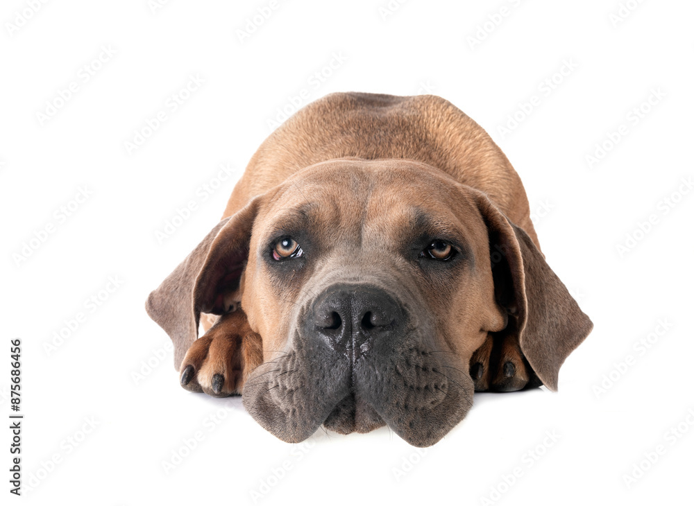 Obraz premium puppy cane corso