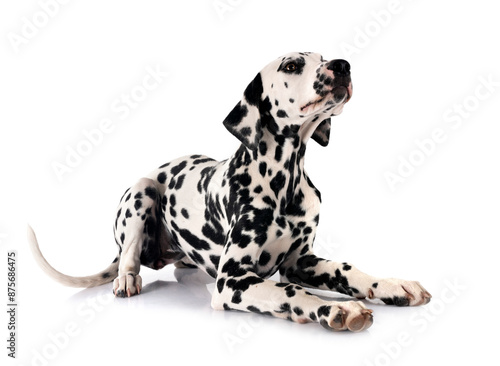 puppy dalmatian in studio