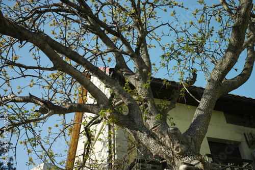 Obraz na plátně tree with trimmed branches