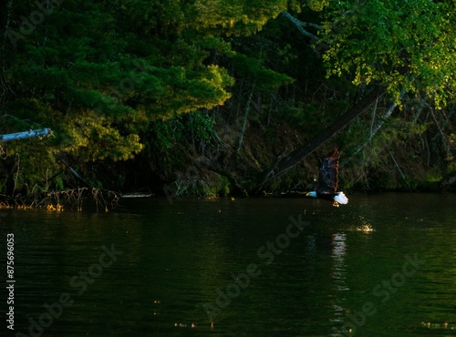 Bald Eagle Catching a Fish and Carrying it Away to its Nest