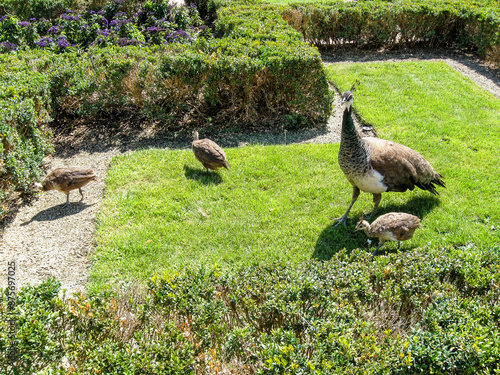 A female  peacock with chicks on a green lawn in a decorative park at Wallenstein Palace building in Prague in the Czech Republic photo