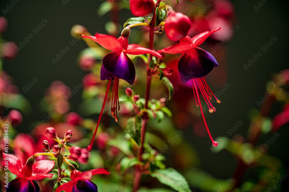 Fuchsien