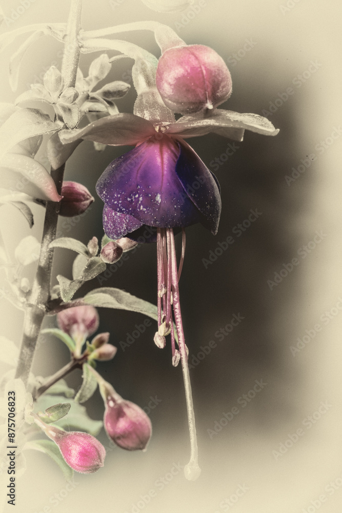 Fuchsien
