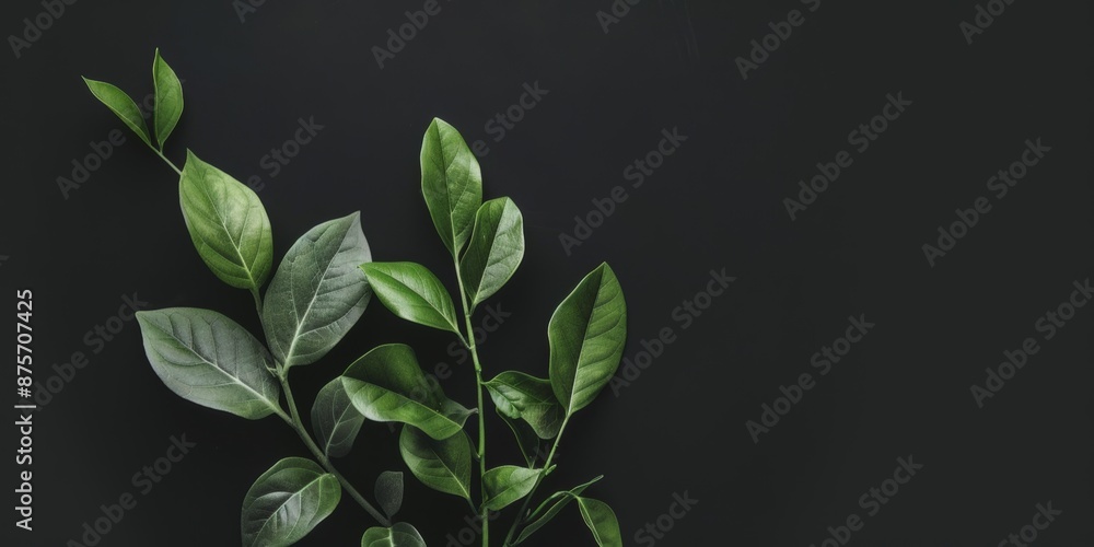 A minimalist aesthetic with a matte black background, Minimalist