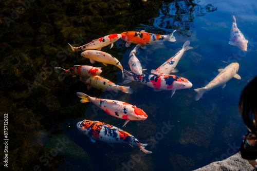 Colorful fancy carps or koi fishes swimming in a pond.Beautiful color japanese koi fish.Koi carp fish swarm many colorful fishes in water.