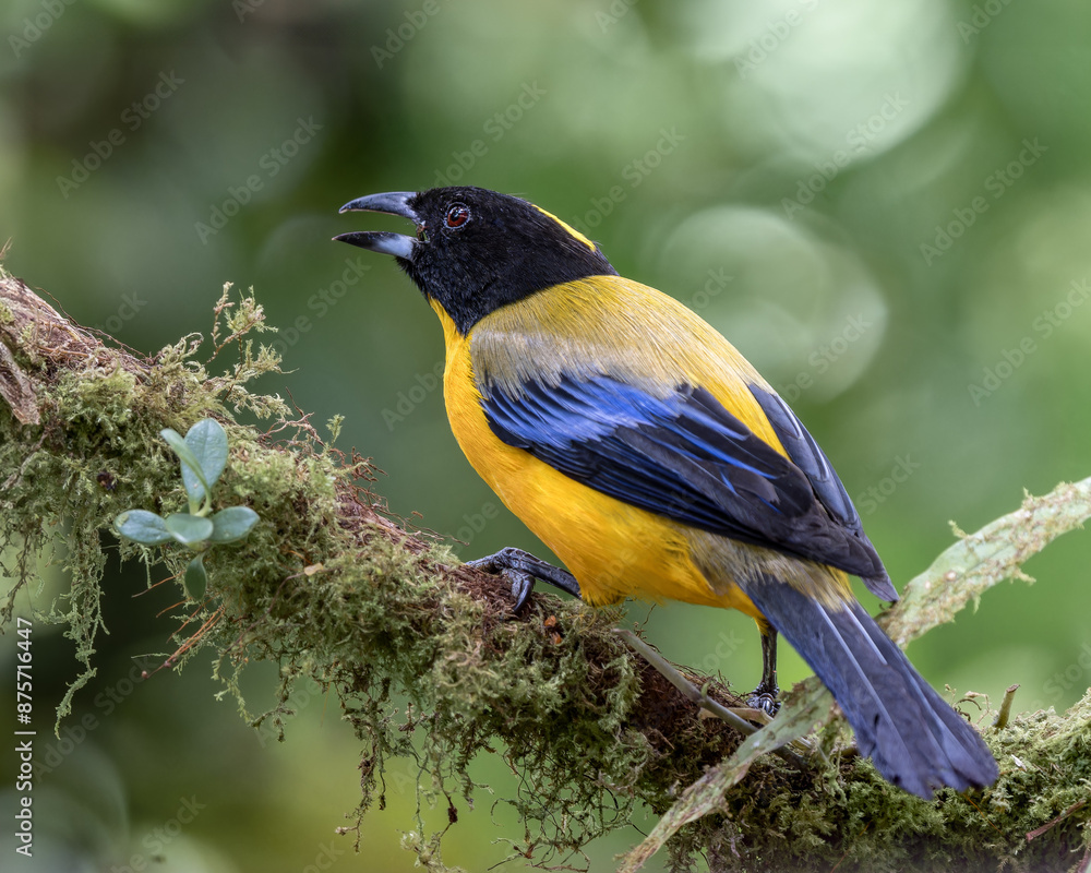 Obraz premium Anisognathus notabilis