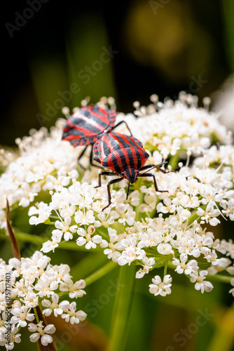 Two striped bug mating, red and black stripes