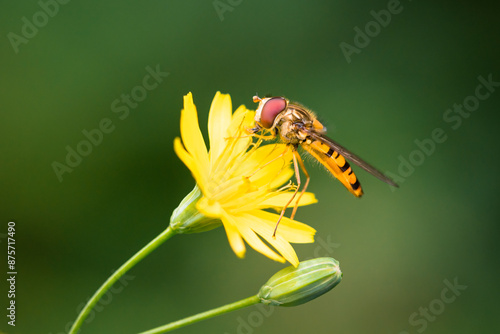 Hoverfly take some nectar from a yellow nipplewort photo