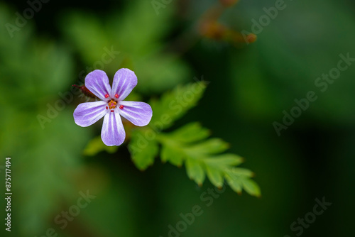 Small flower at the edges of the forest, geranium lucidum