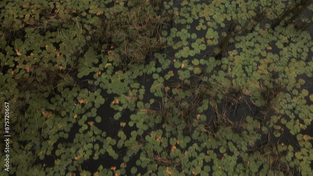Aerial Forward Tilt Up Shot Of Green Plants Floating On Water Under Cloudy Sky - Inhambane, Mozambique Aerial Forward Tilt Up Shot Of Green Plants Floating On Water Under Cloudy Sky - Inhambane, Mozambique