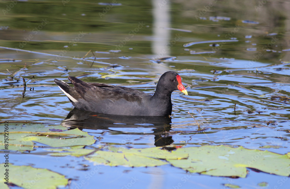 Dusky moorhen bird swimming on a lake of water Dusky moorhen bird swimming on a lake of water