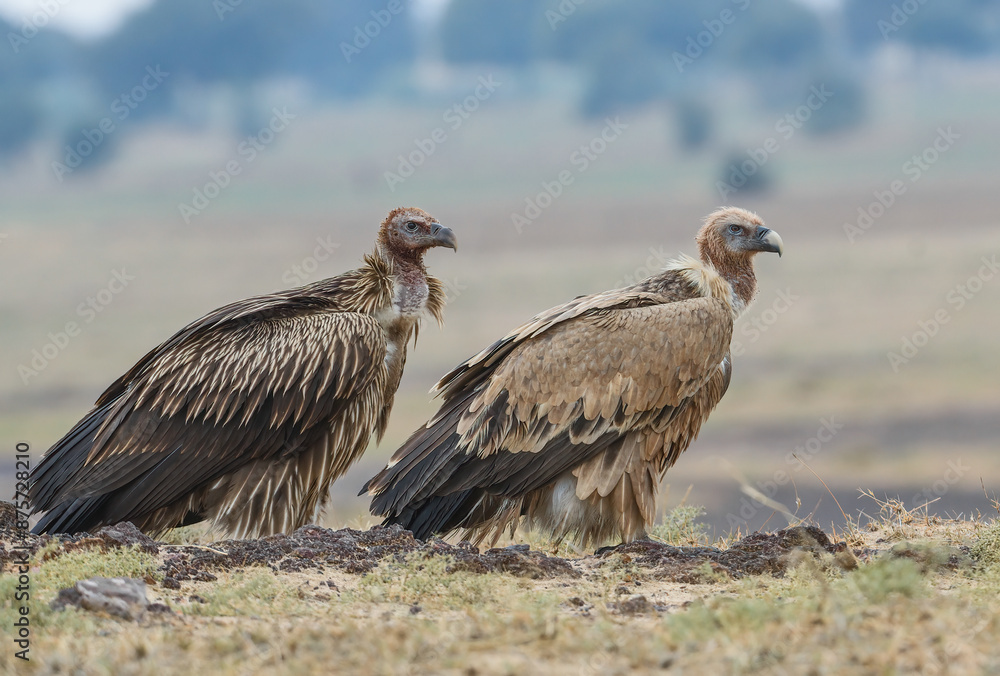 Himalayan griffon vulture is an Old World vulture native to the Himalayas and the adjoining Tibetan Plateau. It is one of the two largest Old World vultures and true raptor. Himalayan griffon vulture is an Old World vulture native to the Himalayas and the adjoining Tibetan Plateau. It is one of the two largest Old World vultures and true raptor.